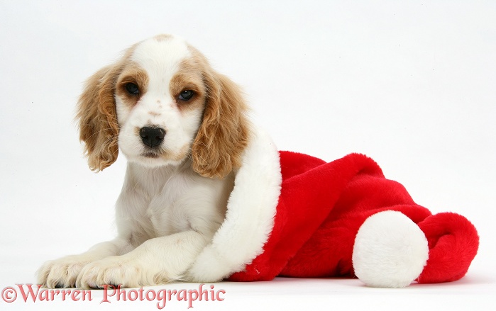 Orange roan Cocker Spaniel pup, Blossom, in Father Christmas hat, white background