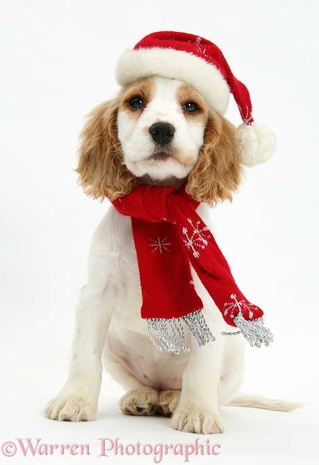Orange roan Cocker Spaniel pup, Blossom, wearing scarf and Father Christmas hat, white background