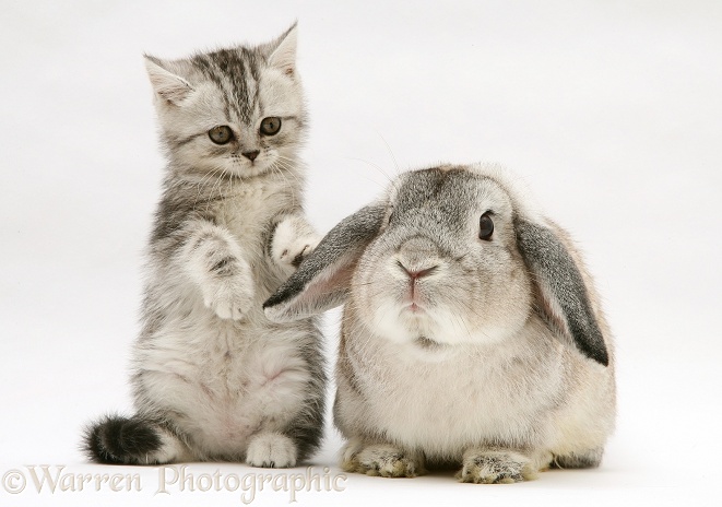 Silver tabby kitten with silver agouti Lop rabbit, white background