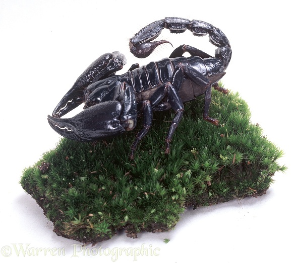 Forest scorpion (unidentified), white background