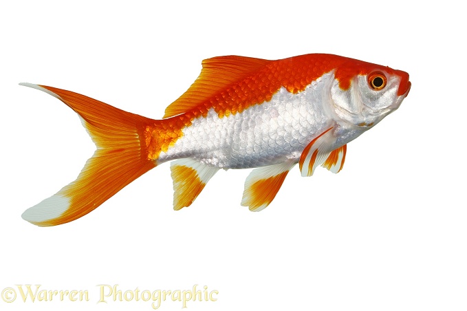Goldfish, white background