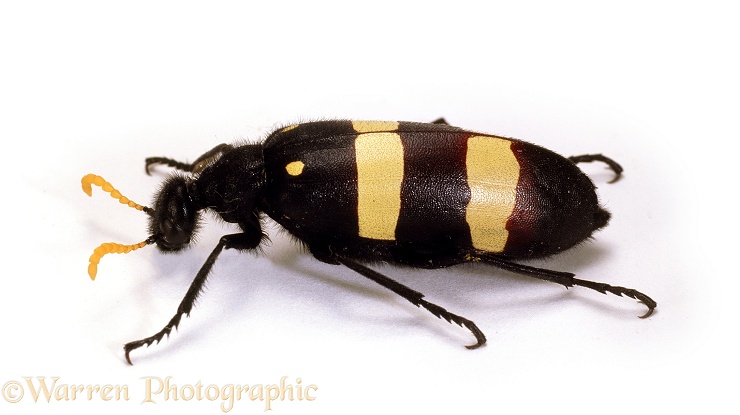 Blister Beetle (Mylabris oculata).  SW Africa, white background