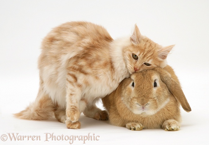 Red silver Turkish Angora cat and sandy Lop Rabbit snuggling, white background