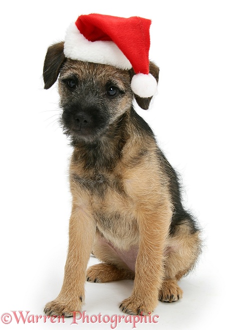 Border Terrier bitch pup, Kes, with Father Christmas hat on, white background