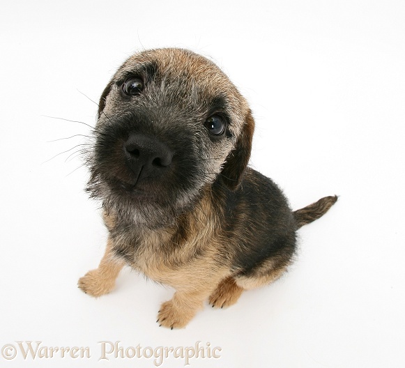 Border Terrier bitch pup, Kes, sitting and looking up, white background