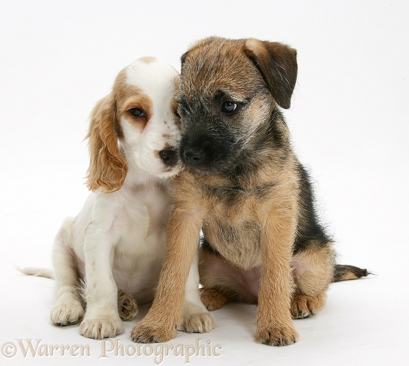 Orange roan Cocker Spaniel bitch pup, Blossom, with Border Terrier bitch pup, Kes, white background