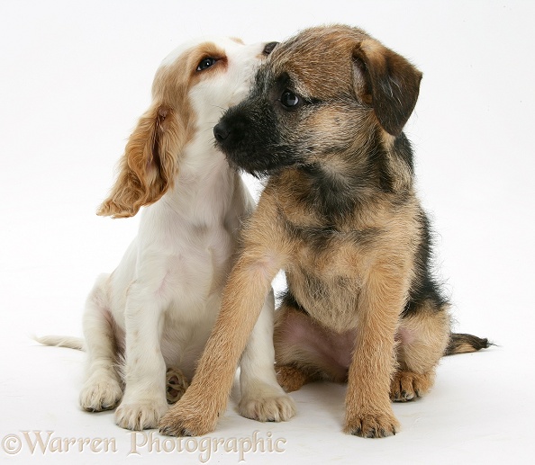 Orange roan Cocker Spaniel bitch pup, Blossom, with Border Terrier bitch pup, Kes, white background