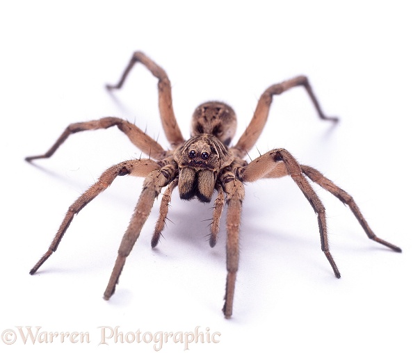Wolf Spider (Lycosa species) female.  Australia, white background
