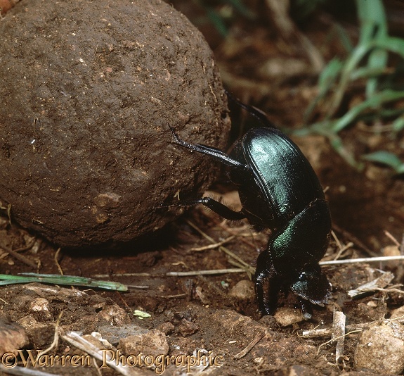 Green Scarab (Kheper species) rolling ball of buffalo dung.  Africa