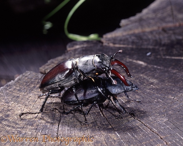Stag Beetle (Lucanus cervus) mating pair.  Europe