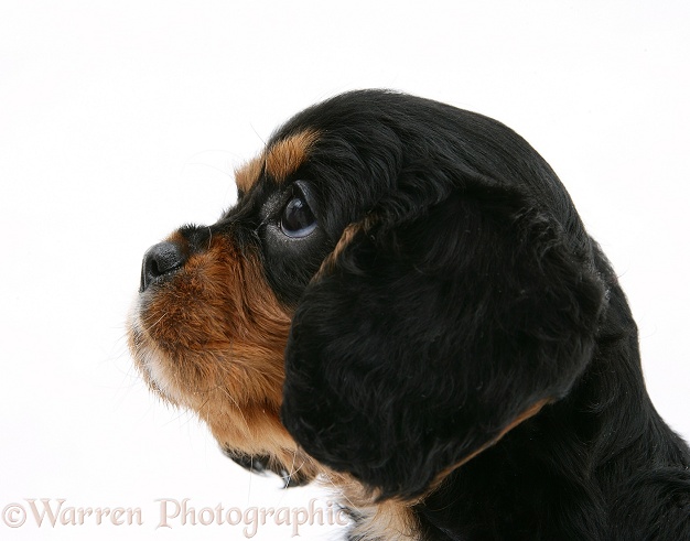 Black-and-tan Cavalier King Charles Spaniel pup, white background