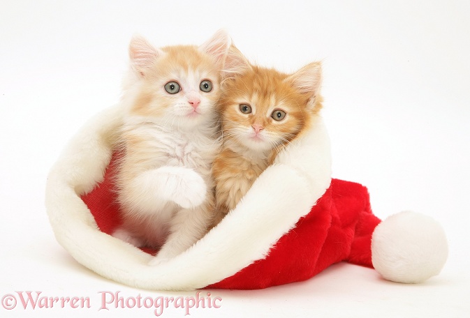 Ginger Maine Coon kittens in a Father Christmas hat, white background