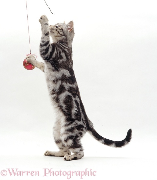 Silver tabby cat, Zea, reaching up to dab at a Christmas tree bauble, white background