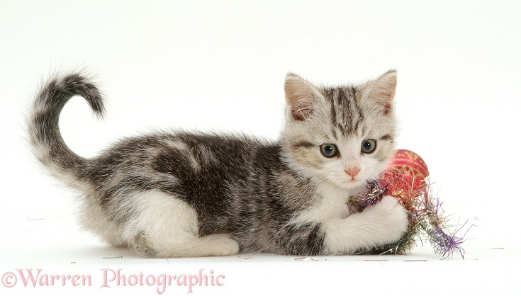 Silver Tabby-and-white kitten, 8 weeks old, playing with Christmas tinsel, white background