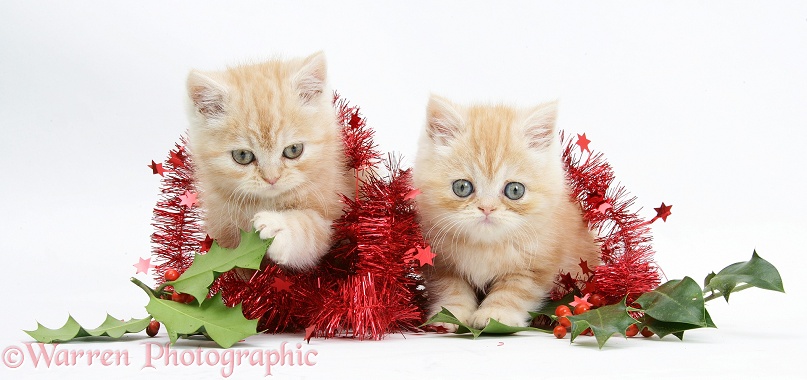 Ginger kittens with red tinsel and holly berries, white background