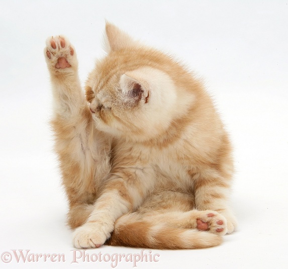 Ginger kitten 'funnel-grooming', white background