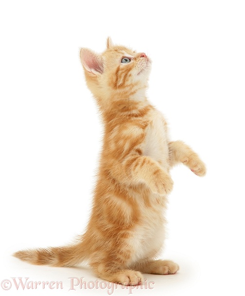 Ginger kitten, Benedict, looking up, white background