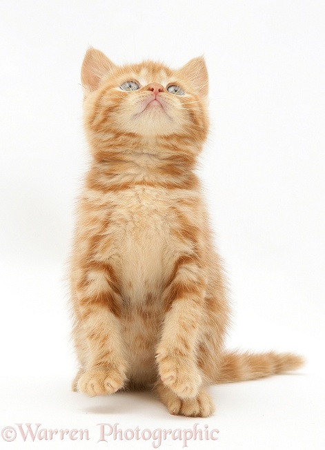 Red tabby British Shorthair kitten looking up, white background
