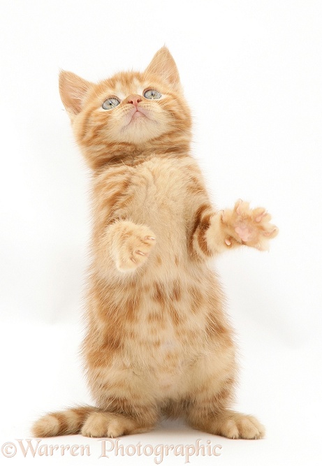 Red tabby British Shorthair kitten reaching up, white background