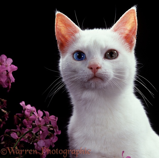 Odd-eyed white cat (deaf) female, 6 months old, with Sweet Rocket