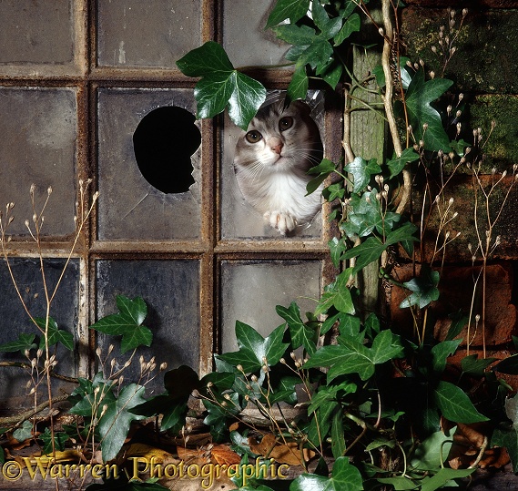 Blue tabby cat looking out of a broken pane in an ivy-grown window of a deserted Victorian house