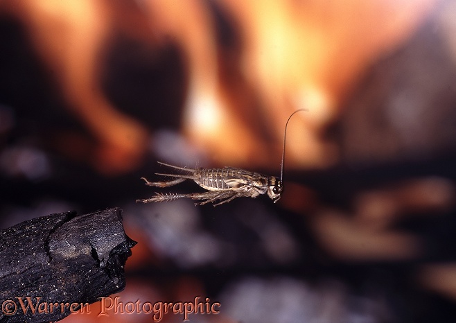 House Cricket (Acheta domesticus) leaping in front of a domestic fireplace.  Worldwide