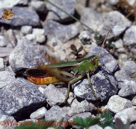 Stripe-winged Grasshopper (Stenobothrus lineatus) male stridulating in chalk downland habitat.  Europe