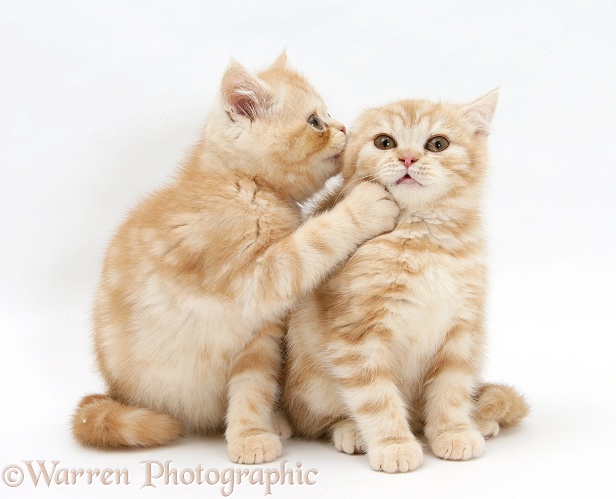 Ginger kittens, one whispering in the ear of the other, white background