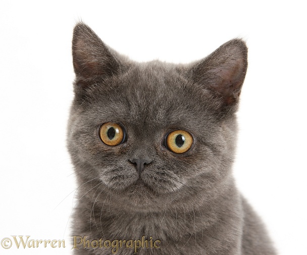 Grey kitten, white background