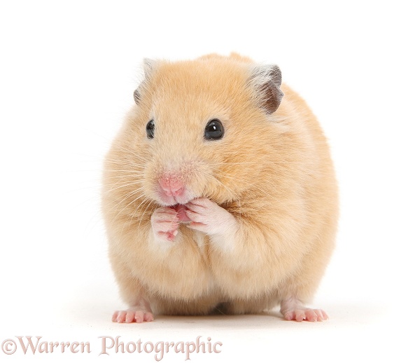 Golden Hamster washing itself, white background