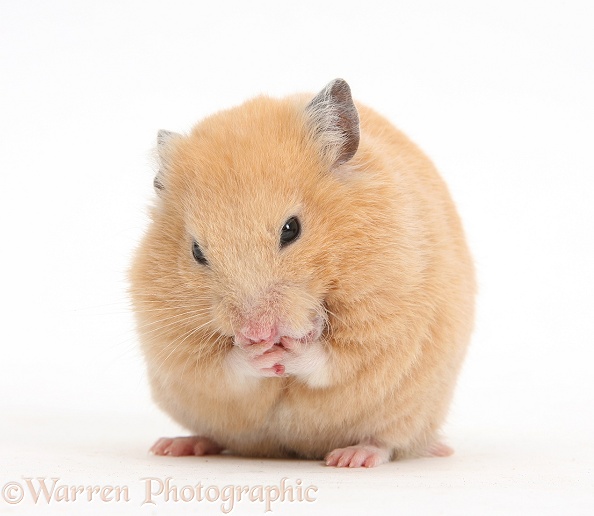 Golden Hamster washing itself, white background