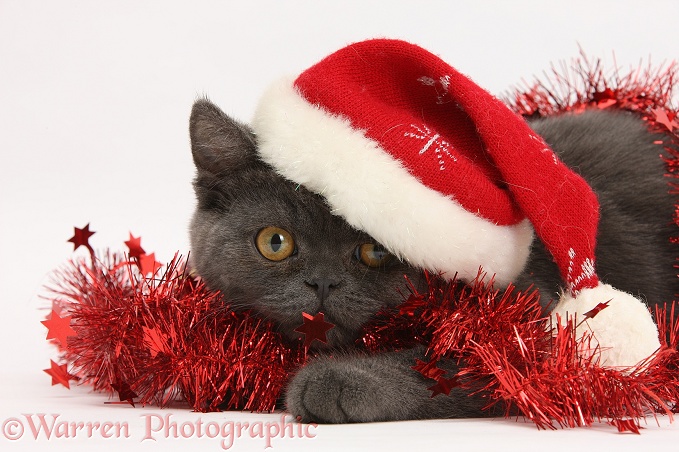 Grey kitten with tinsel and wearing a Father Christmas hat, white background