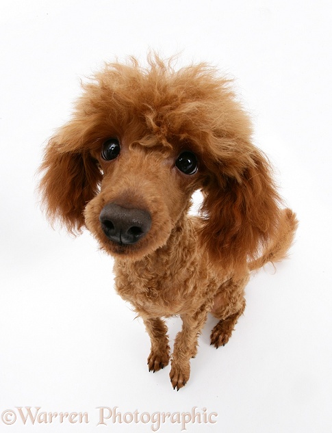 Red Toy Poodle, Reggie, white background