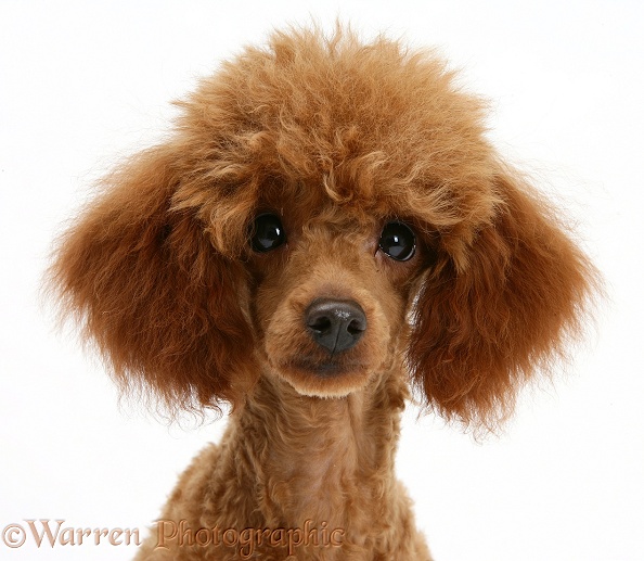 Red Toy Poodle, Reggie, white background