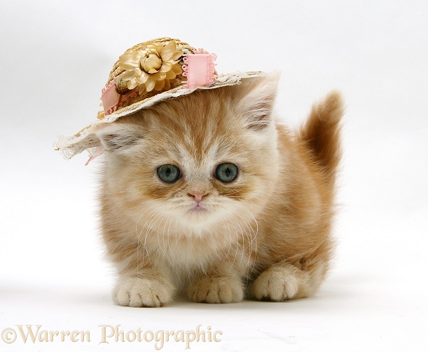 Ginger kitten with a straw hat on, white background