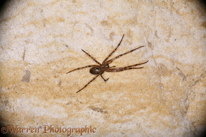 Cave spider in sandstone cave