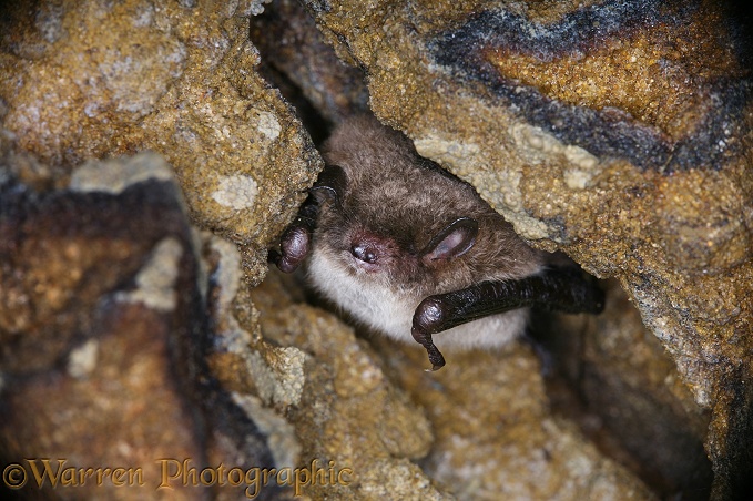 Daubenton's Bat (Myotis daubentonii) in deep sleep while hibernating in a sandstone cave.  Europe