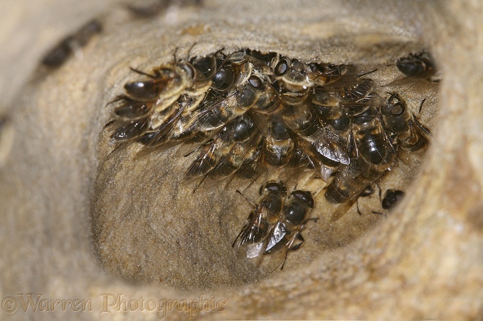 Drone Fly (Eristalis tenax) females hibernating in a sandstone cave.  Europe