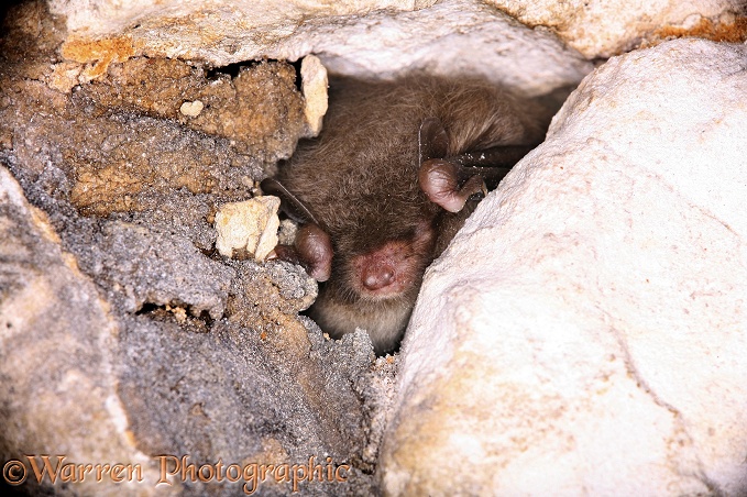 Daubenton's Bat (Myotis daubentonii) hibernating in a chalk cave.  Europe
