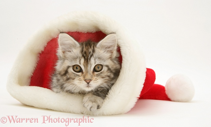 Tabby Maine Coon kitten in a Father Christmas hat, white background