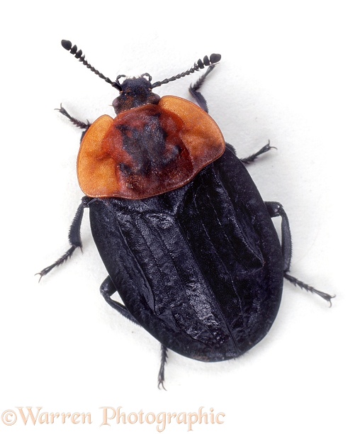 Carrion Beetle (Oiceoptoma thoracicum).  Europe, white background