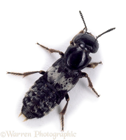 Rove Beetle (Creophilus maxillosus).  Europe, white background