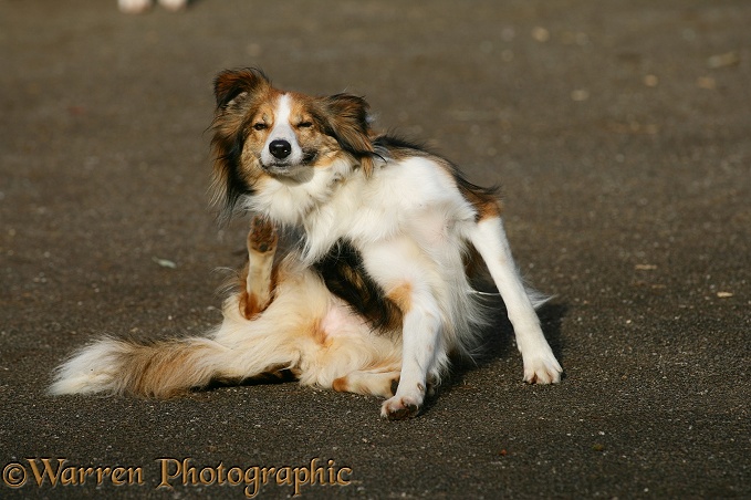 Sable Border Collie Teal scratching