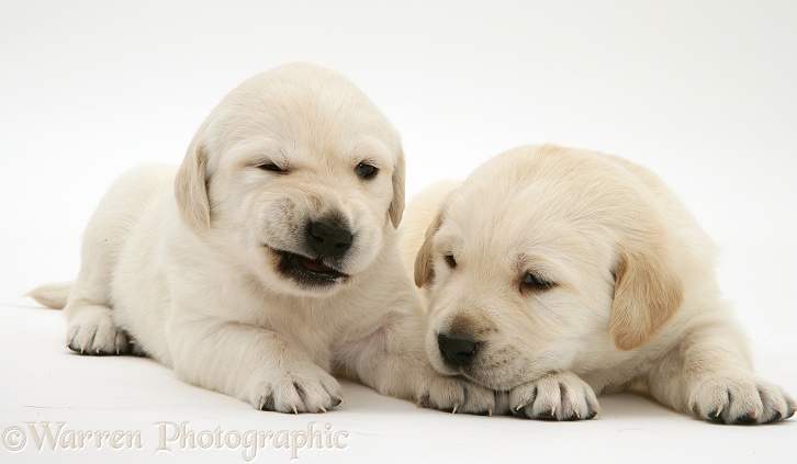 Yellow Goldador Retriever pups, white background
