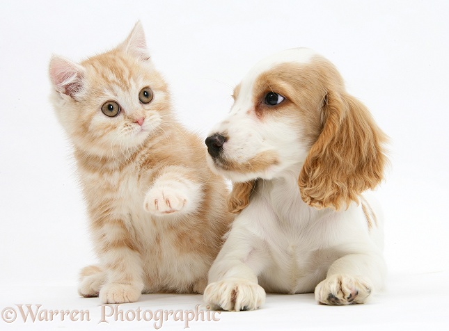 Orange roan Cocker Spaniel pup, Blossom, with ginger kitten, white background