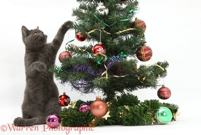 Grey kitten playing with a Christmas tree, white background