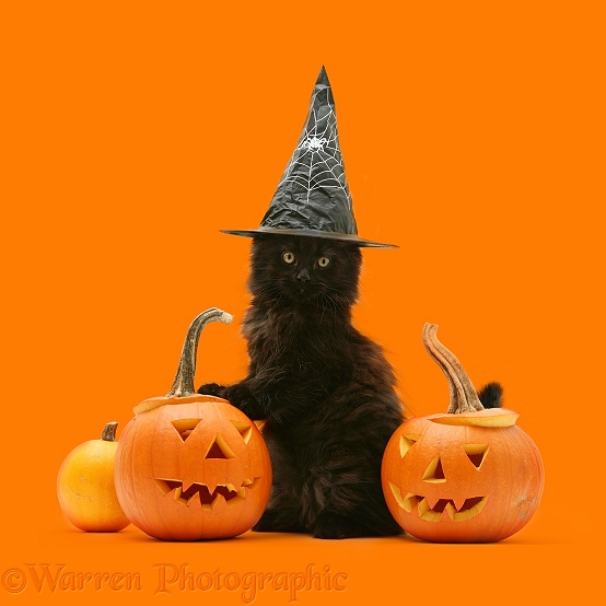 Black Maine Coon kitten with Halloween Pumpkins and wearing a witch's hat, white background