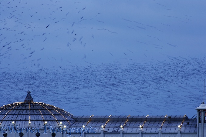 European Starlings (Sturnus vulgaris) flying to roost at dusk on a seaside pier.  Worldwide