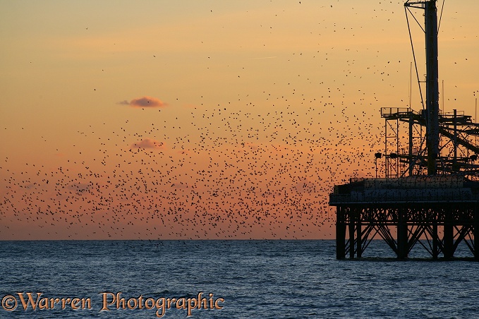 European Starlings (Sturnus vulgaris) flying to roost at sunset on a seaside pier.  Worldwide