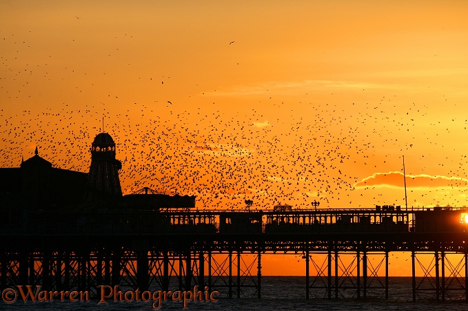 European Starlings (Sturnus vulgaris) flying to roost at sunset on a seaside pier.  Worldwide